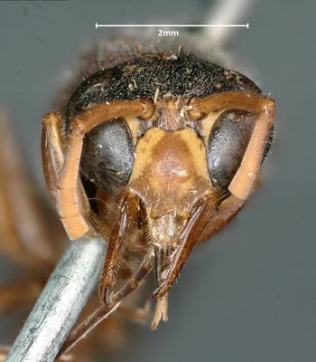 Media type: image;   Entomology 33196 Aspect: head frontal view